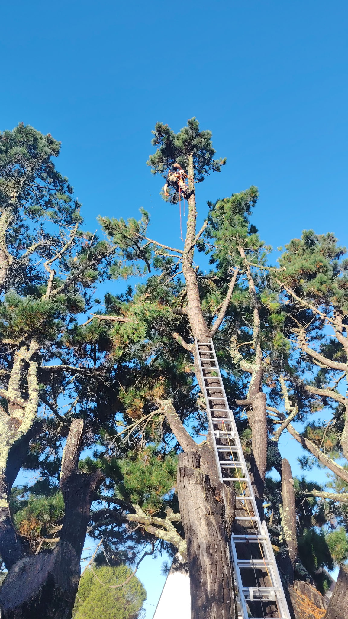 Élagage d’arbre en hauteur