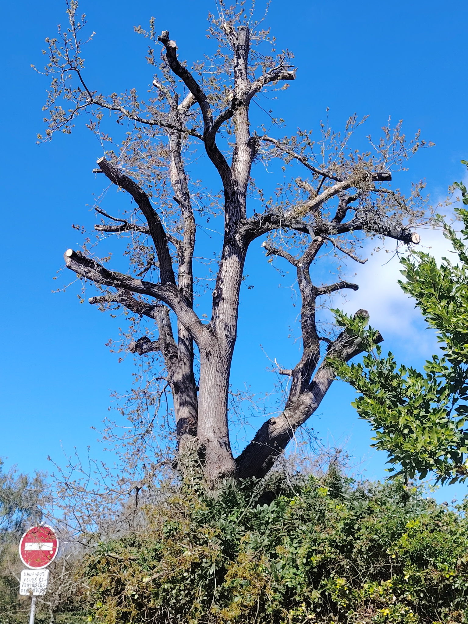 Arbre avant intervention